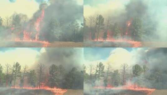被大火吞噬的森林高清在线视频素材下载