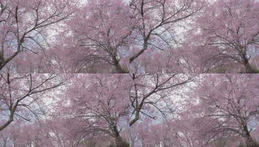 樱花林里的樱花仰拍视角高清在线视频素材下载