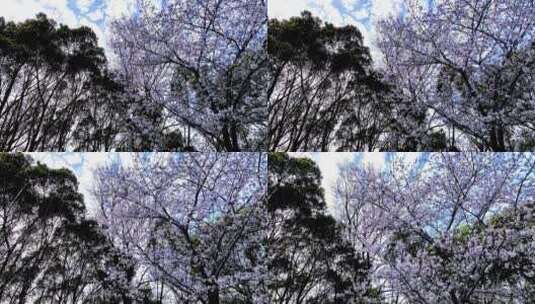 滨海森林公园樱花航拍高清在线视频素材下载