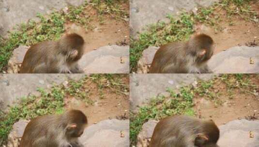动物园里的猴子高清在线视频素材下载