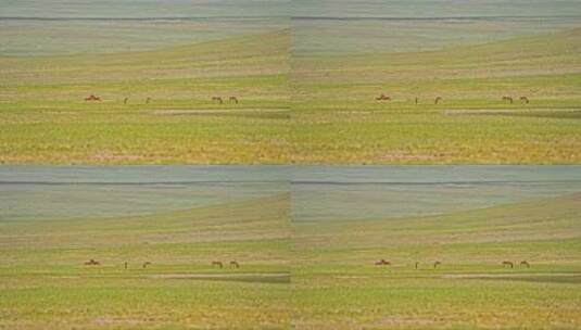 西藏羌塘无人区野生动物高清在线视频素材下载