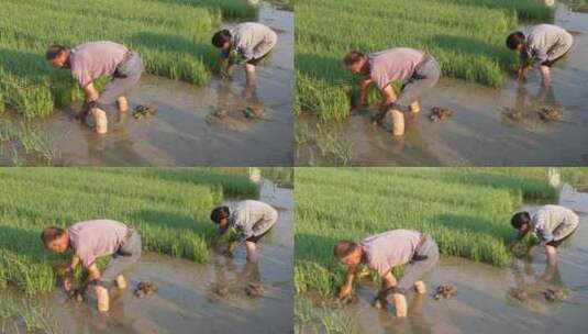 乡村水稻田种植插秧高清在线视频素材下载