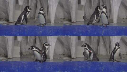 水族馆里的帝王企鹅南极高清在线视频素材下载