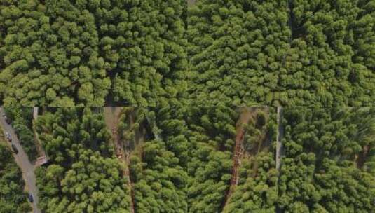 航拍杭州青山湖水上森林高清在线视频素材下载