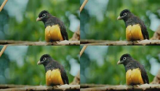 黑羽毛黄羽毛的鸟类在树枝上野生动物高清在线视频素材下载