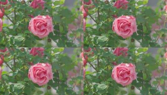 城市里的花——蔷薇高清在线视频素材下载