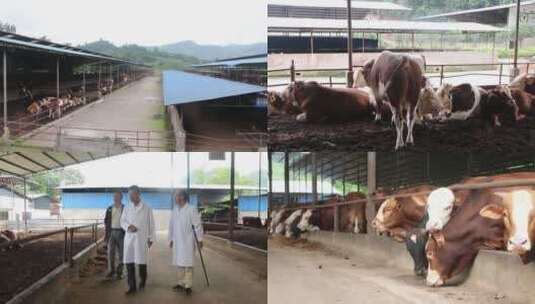 肉牛养殖产业高清在线视频素材下载