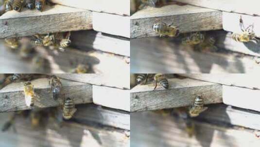 蜜蜂微距高清在线视频素材下载