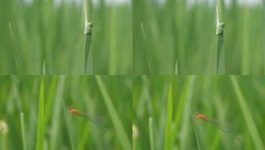 稻田生虫，蜻蜓趴在水稻叶上，高清在线视频素材下载