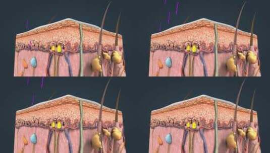 皮下组织解剖皮肤皮肤修复三维动画高清在线视频素材下载