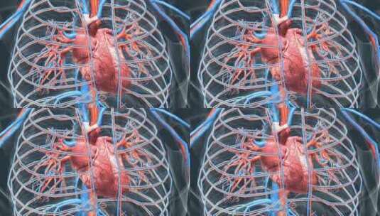 医学人体动画心脏器官心血管三维动画高清在线视频素材下载