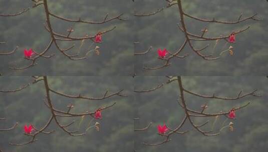 树枝上绽放的红花高清在线视频素材下载