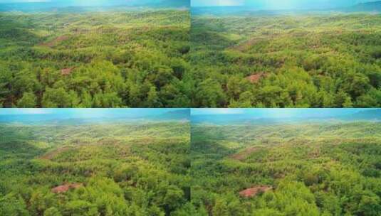 美丽的森林高清在线视频素材下载