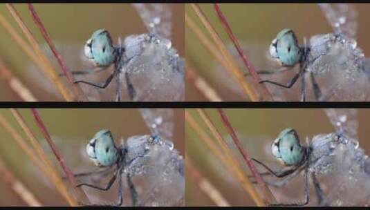 蓝色蜻蜓在寒冷的冬天早晨被露水覆盖高清在线视频素材下载
