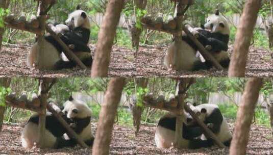 玩闹的大熊猫高清在线视频素材下载