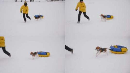 雪地里的小狗高清在线视频素材下载