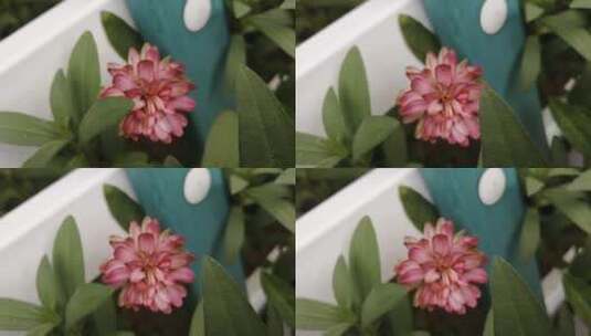 粉色花朵高清在线视频素材下载