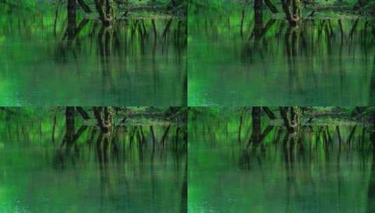 河中的树林高清在线视频素材下载