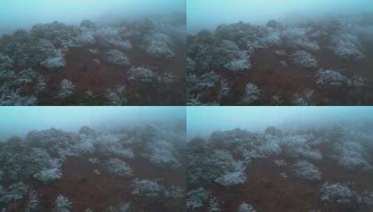 川西户外浓雾霜降灌木丛高清在线视频素材下载