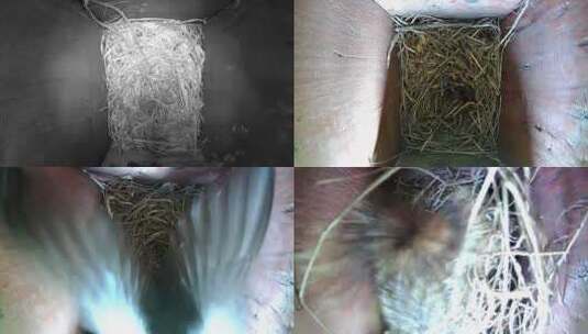 鸟巢内部小鸟松鼠高清在线视频素材下载