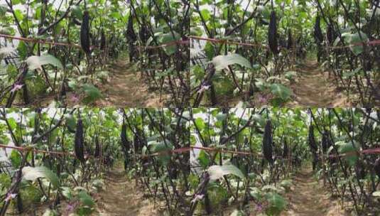 茄子种植高清在线视频素材下载