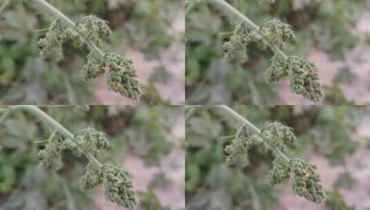 筛拉秧植物种子高清在线视频素材下载