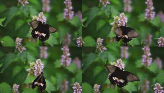 一只黑蝴蝶花上飞舞采蜜慢镜头特写高清在线视频素材下载