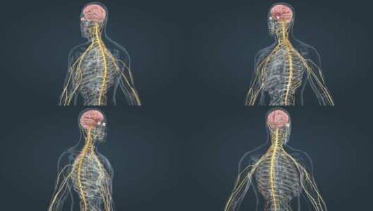 医疗中枢周围神经系统医学3D人体科学动画高清在线视频素材下载