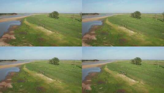 河边吃草的水牛高清在线视频素材下载