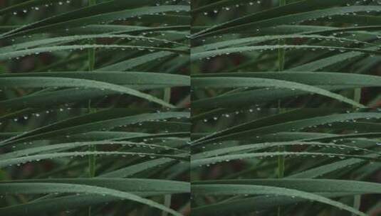 威海里口山张村河里的菖蒲叶子高清在线视频素材下载