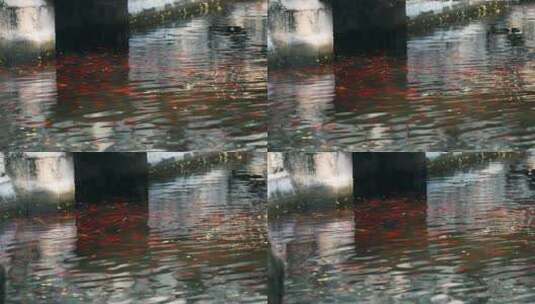 4K升格实拍北京红螺寺许愿池中的金鱼高清在线视频素材下载