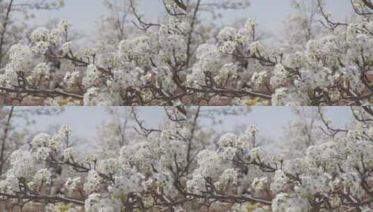 白色梨花素材高清在线视频素材下载