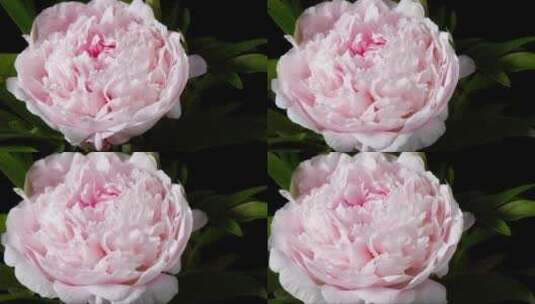 绽放的粉色牡丹花 (2)高清在线视频素材下载