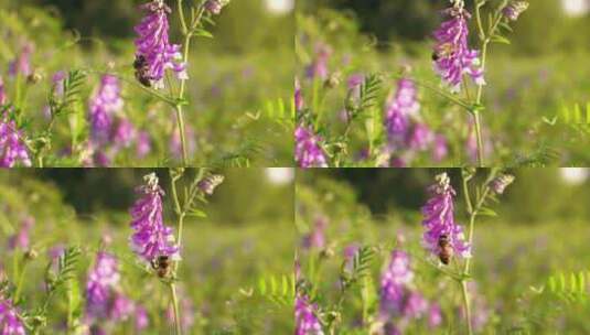 初夏草地上野花和蜜蜂高清在线视频素材下载