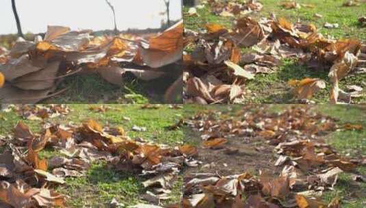 秋季风吹落叶飘零高清在线视频素材下载