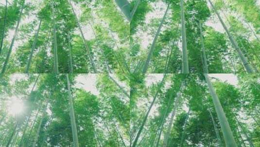 阳光下的竹林高清在线视频素材下载