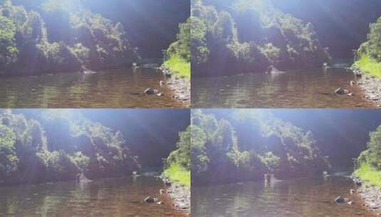 男子在河里撒网捕鱼高清在线视频素材下载