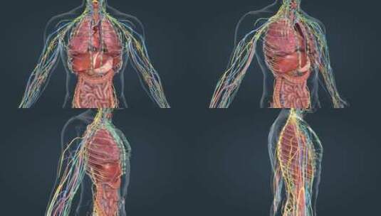 医学人体器官内分泌系统肾上腺素肝脏动画高清在线视频素材下载