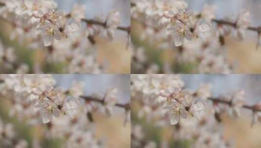 盛开花朵蜜蜂采蜜蝴蝶飞舞高清在线视频素材下载
