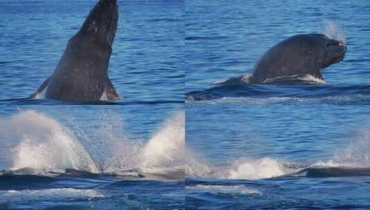 一头年轻的座头鲸从水下浮出水面升格高清在线视频素材下载