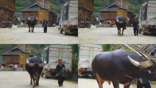 老人牵着牛在村里行走高清在线视频素材下载