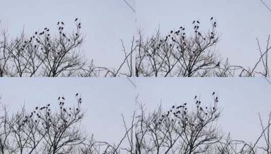 树枝上的小鸟越聚越多高清在线视频素材下载