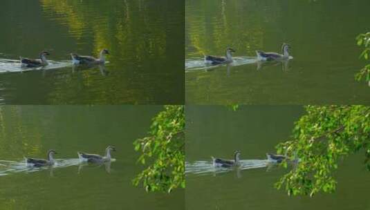 池塘两只鹅游泳高清在线视频素材下载