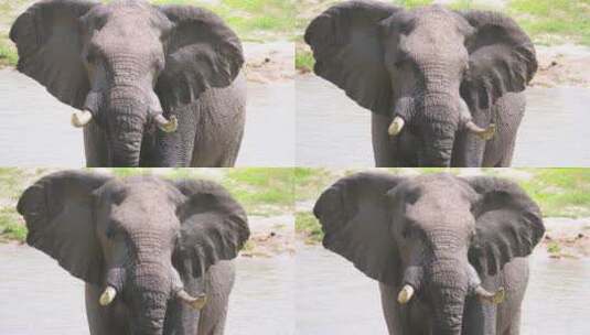 大象群悠闲自在高清在线视频素材下载
