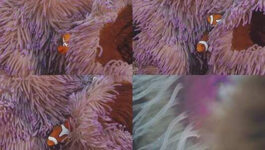 海底水下动植物群高清在线视频素材下载