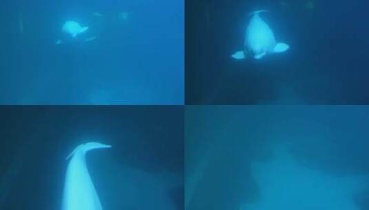 白鲸在水下游动高清在线视频素材下载