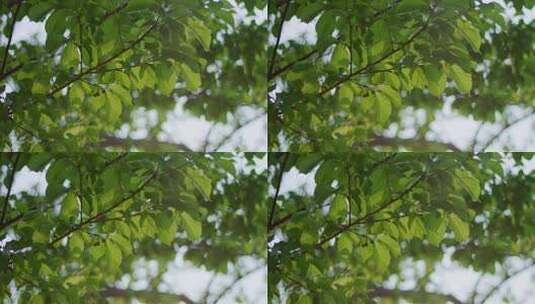 唯美黄昏树叶绿叶微风夏天春天高清在线视频素材下载