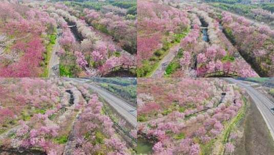 杭州樱花园高清在线视频素材下载