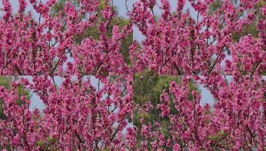 春暖花开桃花盛开高清在线视频素材下载