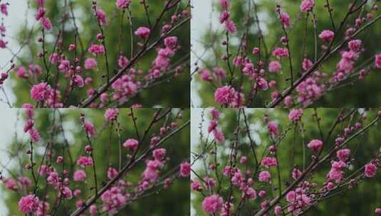 春天桃花开放高清在线视频素材下载